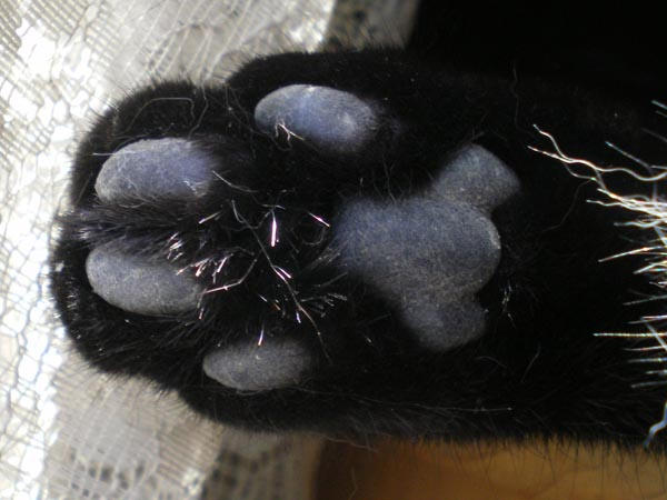 Лапка черного кота. Кошачья лапка. Лапа кота подушечки. Лапка котенка подушечки. Лапки черной кошки.