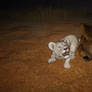 Albino Lion