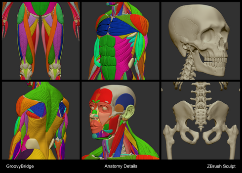 Anatomy Sculpt Details