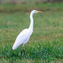 Aigrette