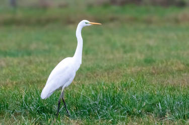 Aigrette