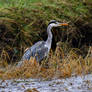 Heron