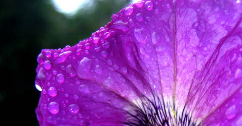 purple droplets