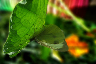 Butterfly laying eggs