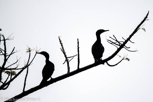 Birds at A Dead Tree