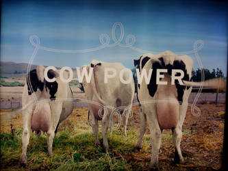 Not white, but COW POWER