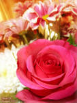 ~The Last Rose Of Summer~ by Sonicgirl582