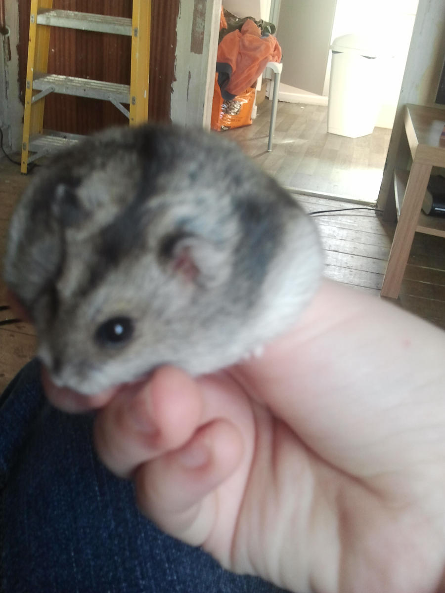 enzo the hamster