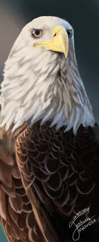 Eagle