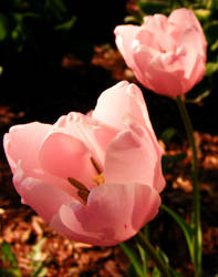 Flowers for Mother's day.