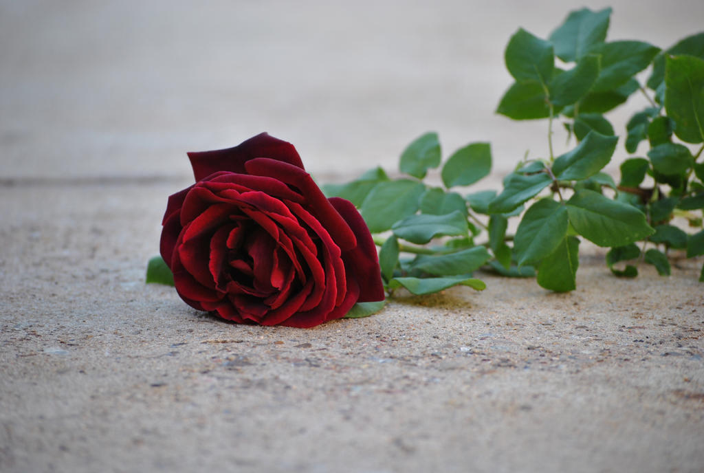 But Easy Red Roses Simple Red Rose by me4ev on DeviantArt