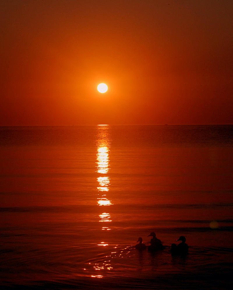 Ducklings Greet A Red Sunrise