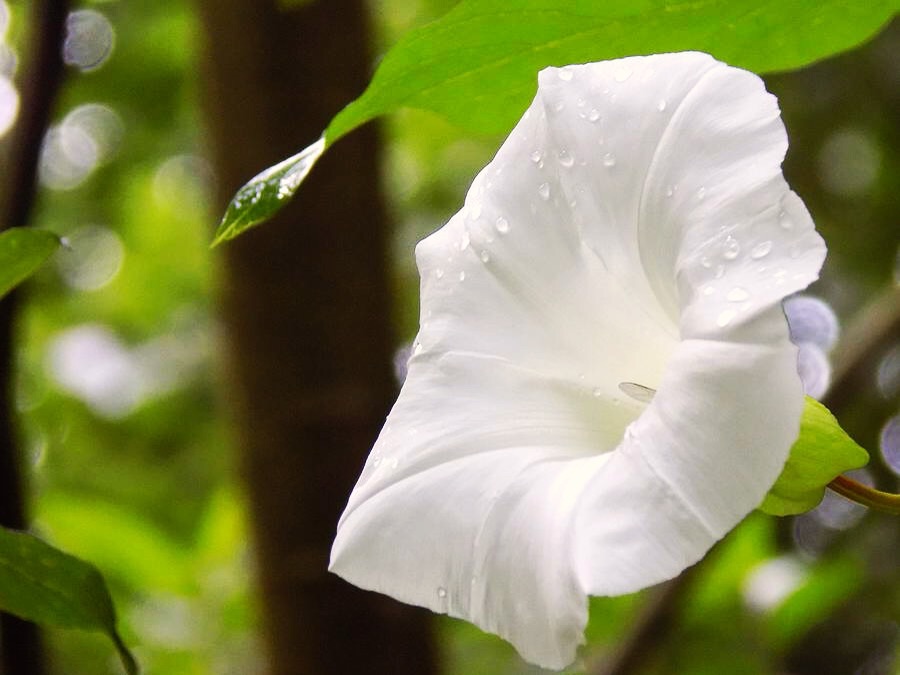 Morning Glory in the Forest