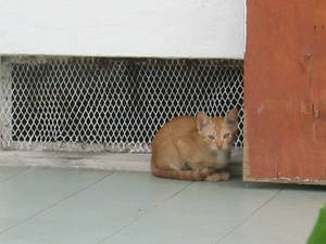 A Temple Cat