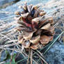 the pine cone