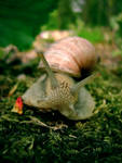 Snail, snail. by chocologic