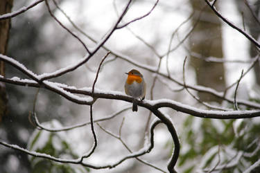 Winter robin