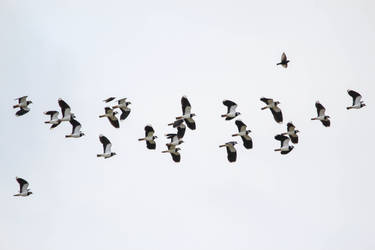 Lapwing in flight