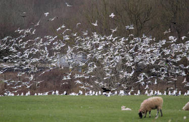 Take off gulls