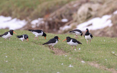 Oystercatcher