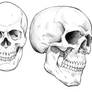 The Human Skull