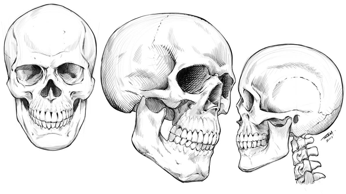 The Human Skull By Robertmarzullo On Deviantart
