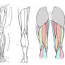 Front Rear Leg Anatomy Reference Sheet