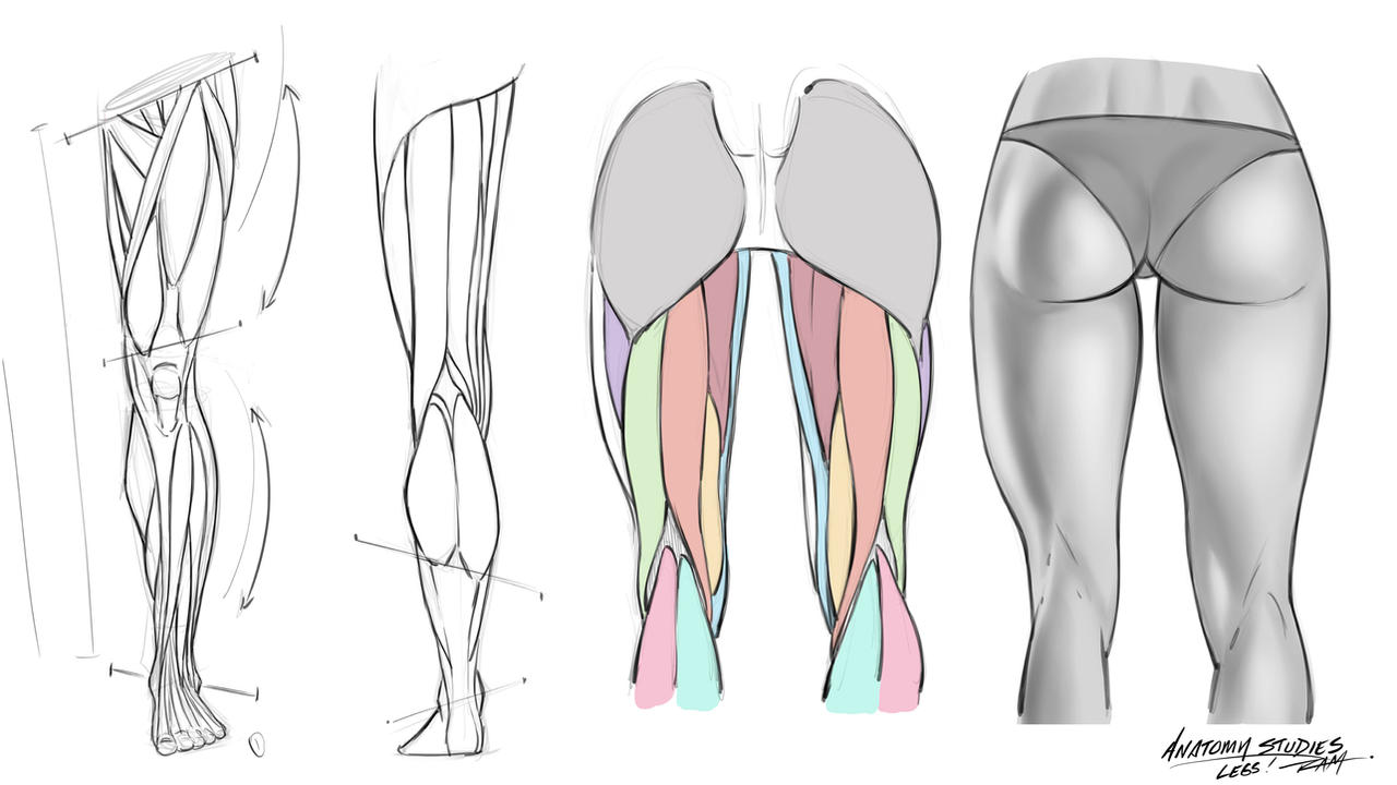 Front Rear Leg Anatomy Reference Sheet by robertmarzullo on DeviantArt