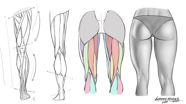 Front Rear Leg Anatomy Reference Sheet