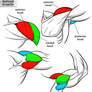 Deltoid Muscle - 3 Heads Reference