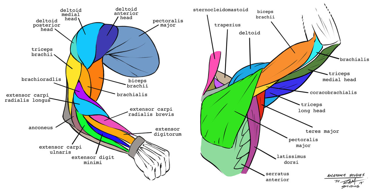 Arm Anatomy Studies by robertmarzullo on DeviantArt Arm Anatomy Studies by robertmarzullo on DeviantArt