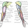 Arm Anatomy Diagram for Artists