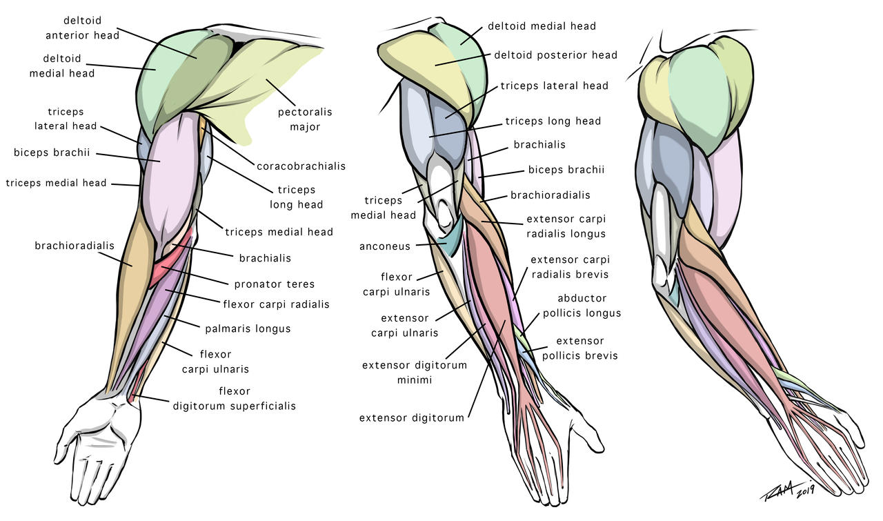 Arm Anatomy Diagram for Artists by robertmarzullo on DeviantArt