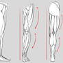 Leg Anatomy - Studies