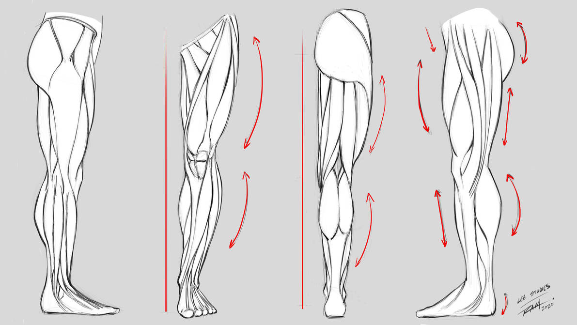 Leg art. Мышцы ног референс. Анатомия ноги. Анатомия ног человека для рисования. Женские ноги рисунок.