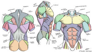 Male Stylized Anatomy Diagram