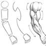 Drawing Arm Anatomy Tutorial