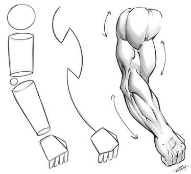 Drawing Arm Anatomy Tutorial
