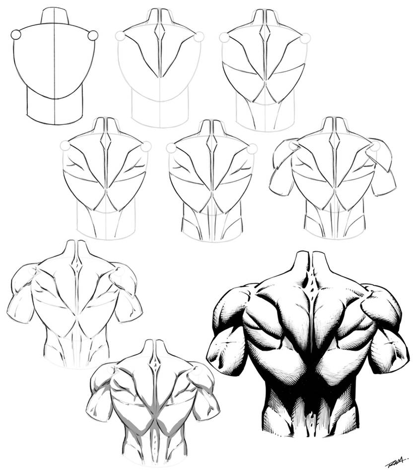 Back Muscles Reference Muscular Back Anatomy Reference