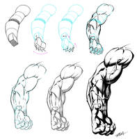 Stylized Arm Anatomy - Step by Step