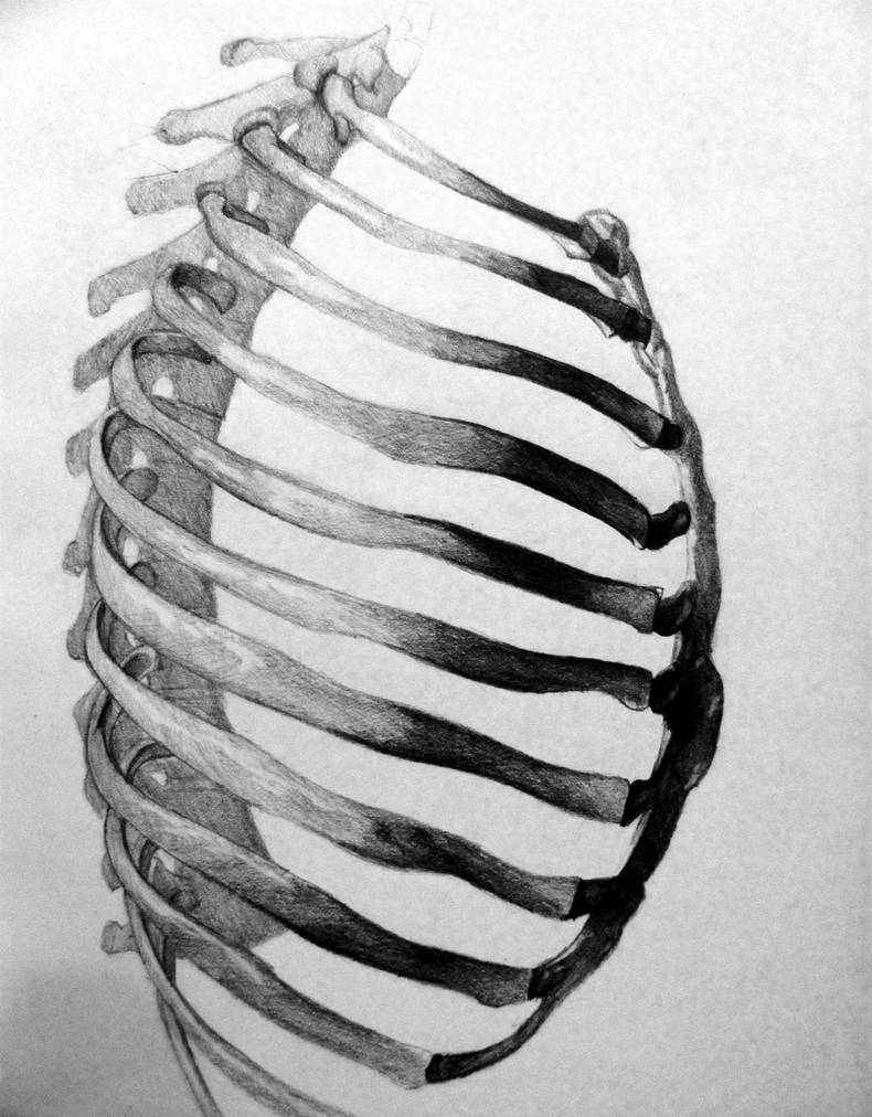 Легкие между ребер. Рудиментарные ребра l1. Рёбра rokerveka. Ribcage Юба. Скелет ребра.