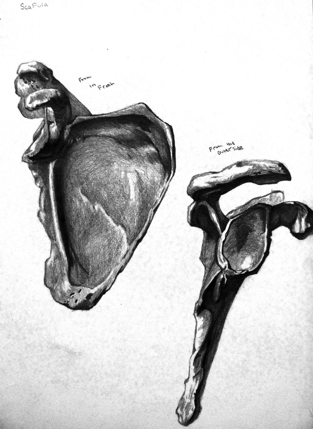 Right Scapula, Front and Side