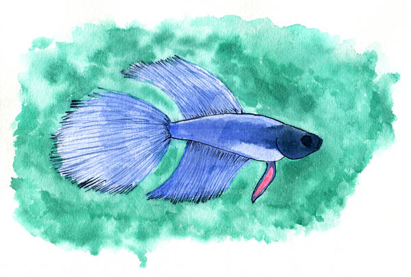 Blue Betta Fish