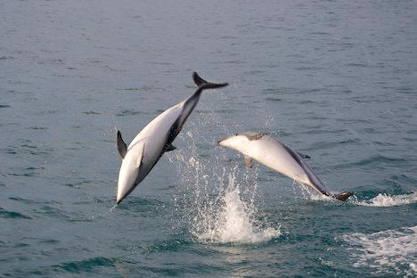 Dolphins