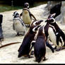 Penguinos 1