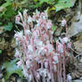 Pink ghost pipes