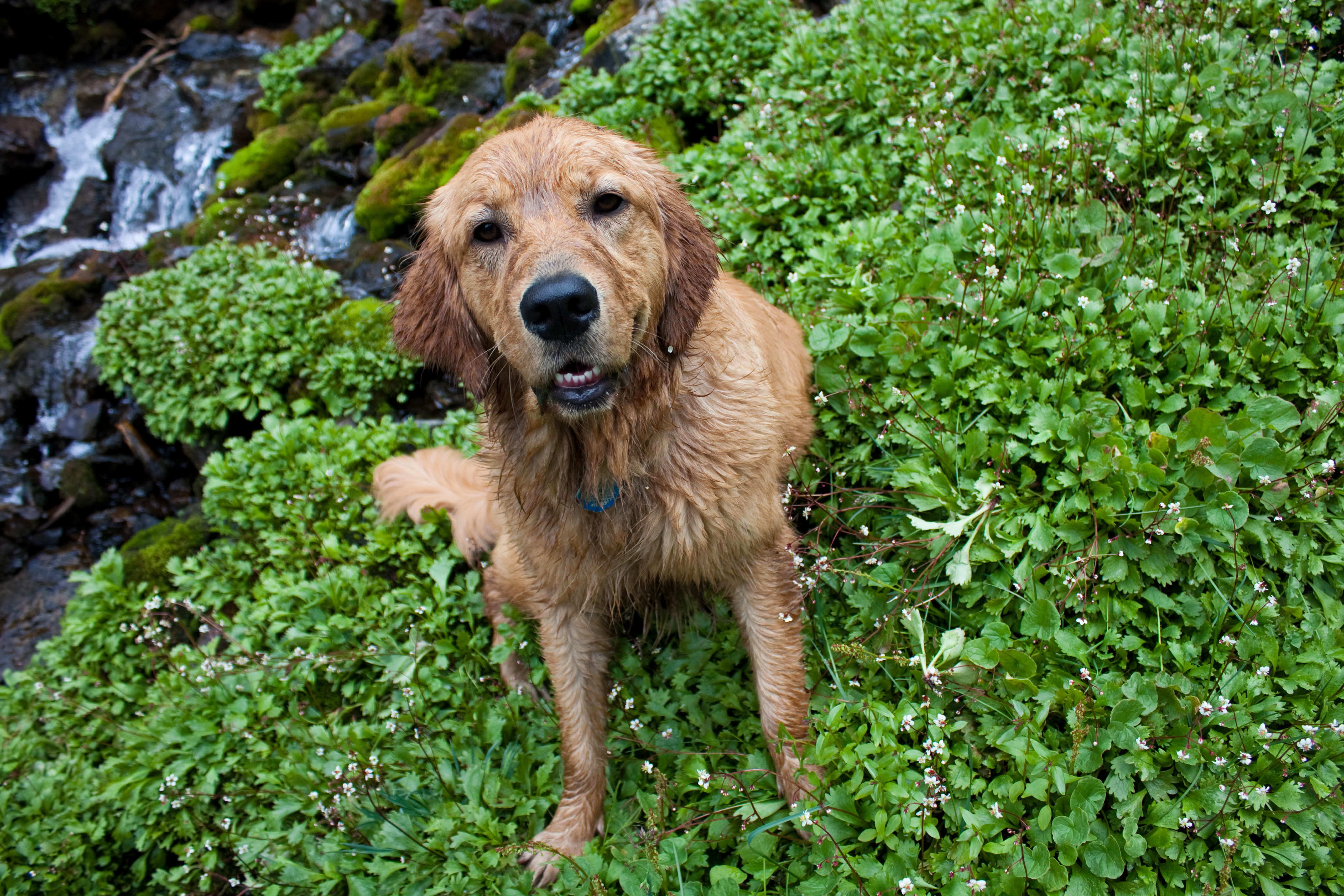 Wet Dog