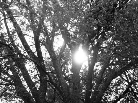 Sun through a tree