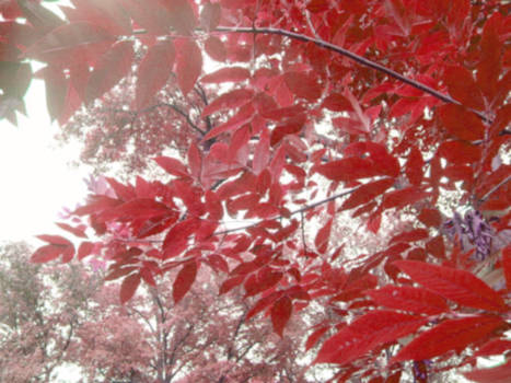 Red Tree