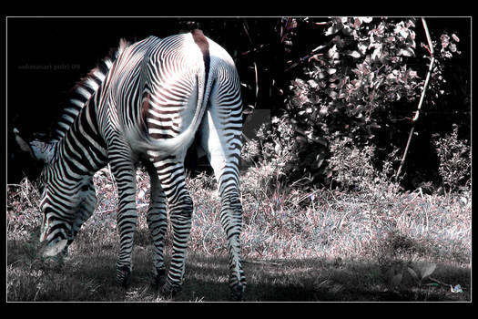 zebra